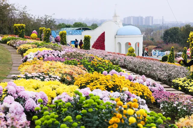 成都!!漫花莊園的菊花太前衛了!!! 成都!!漫花莊園的菊花太前衛了!!!
