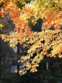 12.1實拍!東湖這棵彩虹樹封神了