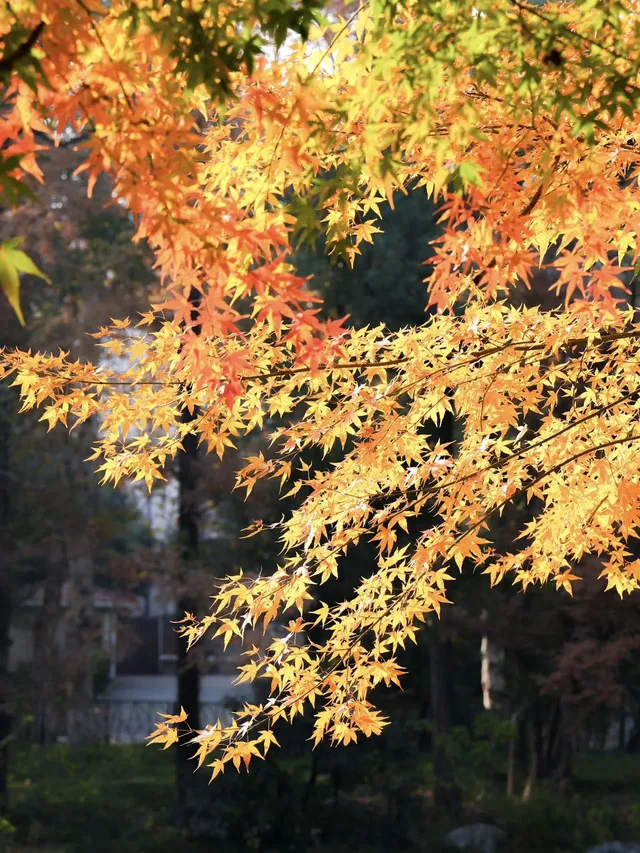 12.1實拍!東湖這棵彩虹樹封神了 12.1實拍!東湖這棵彩虹樹封神了