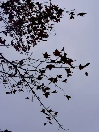 정말 후지안 가을 하늘을 대표하는 캠핑장