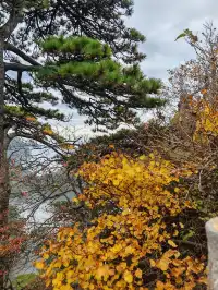 蕪湖黃山四日遊