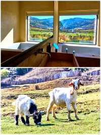 雪山下的納西寫真大片