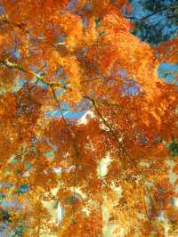 帶上這個以防萬一｜秋天的星星調色教程