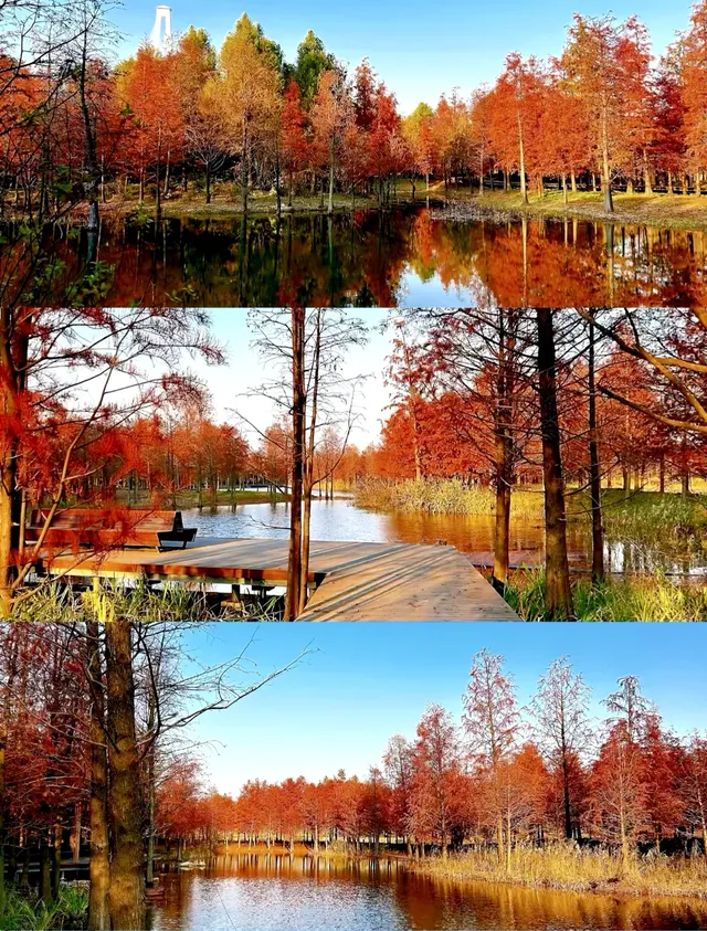 預警三林濱江落羽杉即將紅透，最佳觀賞期