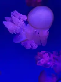 沉浸式墜入深海星穹，治癒與出片雙滿分～