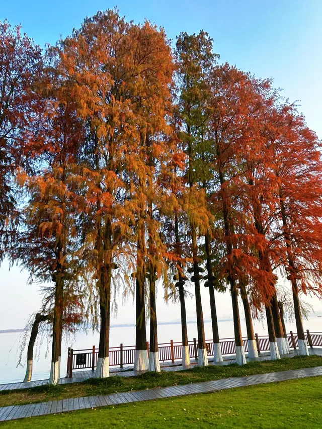 東湖的落羽杉紅了,快衝呀 東湖的落羽杉紅了,快衝呀