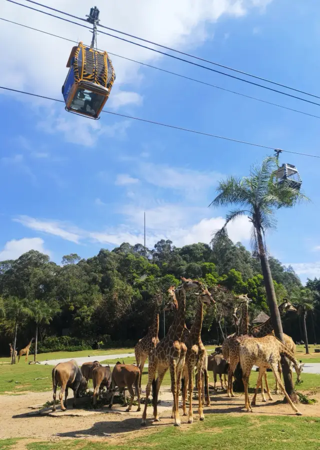 Spring Festival family trip to Chimelong for a mini vacation