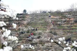 ดอกบ๊วยกำลังบานสะพรั่งเต็มที่ในเหลียนเฉิง อำเภออู่ผิง สร้างภาพ "ทิวทัศน์หิมะ" ในฤดูใบไม้ผลิบนพื้นที่ 21,000 หมู่ (ประมาณ 1,400 เฮกตาร์) ต้อนรับนักท่องเที่ยวให้มาชื่นชมดอกไม้บานสะพรั่ง