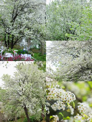 青秀山へ来て、豆梨の花の春の雪の約束を楽しみましょう