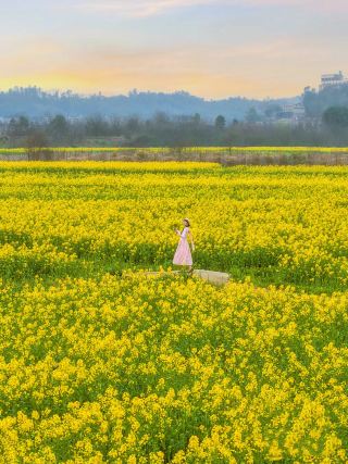 3.6実写｜長沙の春のトップスポット、この黄金の花海は本当に素晴らしい