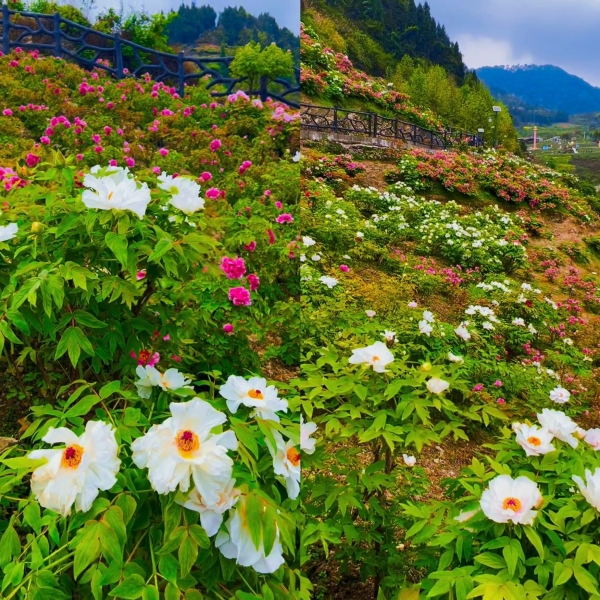重慶垫江の牡丹が満開！万畝の国色天香、春の花見の最高峰ガイド