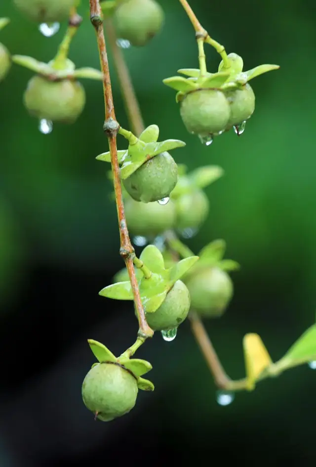 Dongzhai Port Mangrove Adoption Activity, Easily Become a "Mangrove Owner" 