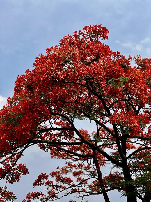 攀枝花の鳳凰花（市の花／鳳凰木） | Trip.com 攀枝花