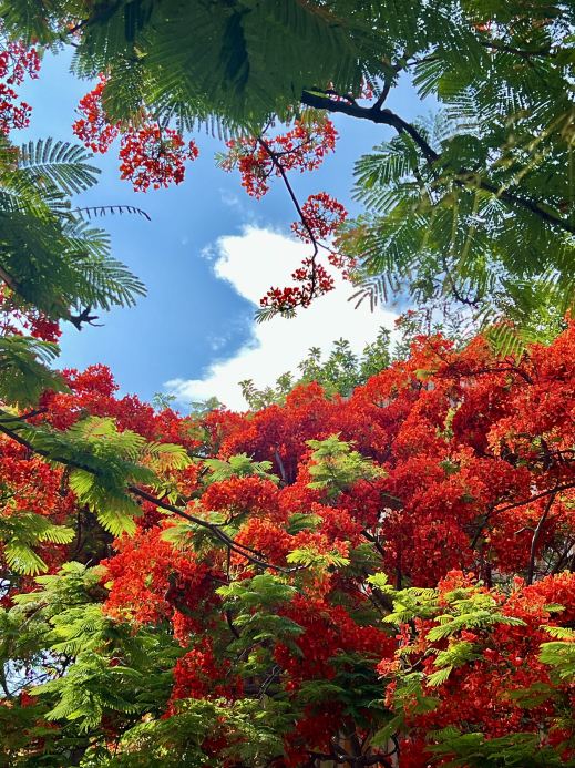 攀枝花の鳳凰花（市の花／鳳凰木） | Trip.com 攀枝花