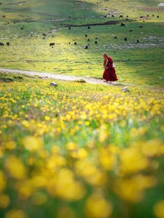 Miyazaki's Summer: Qinghai's wild snow mountain is incredibly captivating.