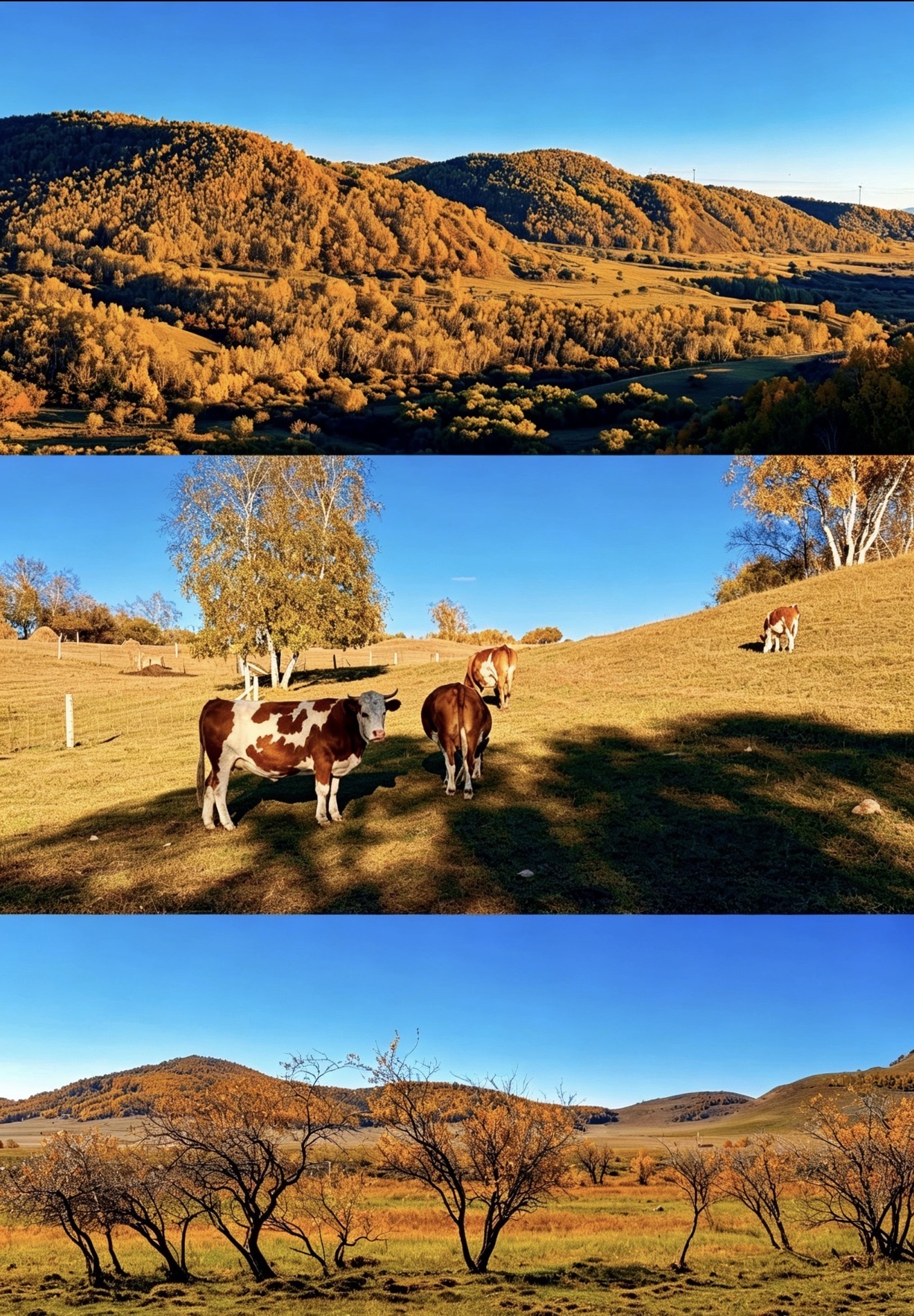 Autumn in Ulan Butong is my eternal "white moonlight." Autumn chasing route attached