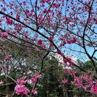 沖繩賞櫻🌸 #八重岳櫻花