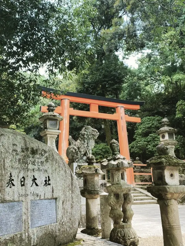 奈良必到🎐春日大社