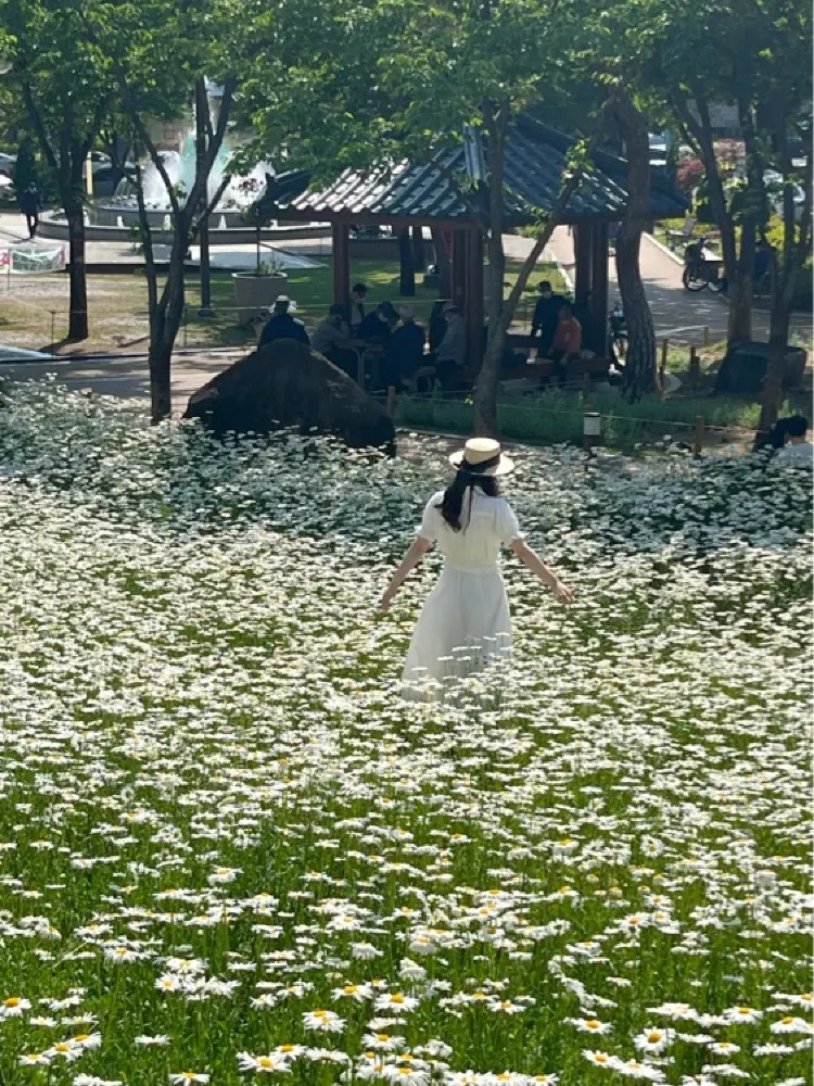 계란후라이꽃이라고 불리는 데이지꽃🌼 보러 대구 가자 ! 