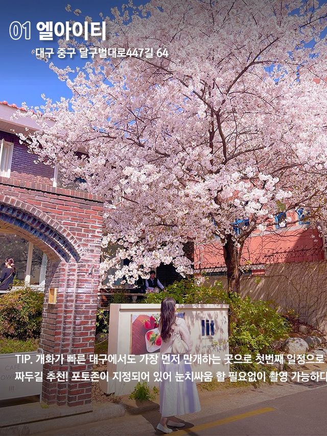 전국에서 가장 아름다운 대구 봄꽃명소🌼