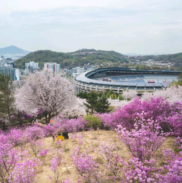 보라빛으로 물든 서울근교 여행지 "부천 진달래동산"
