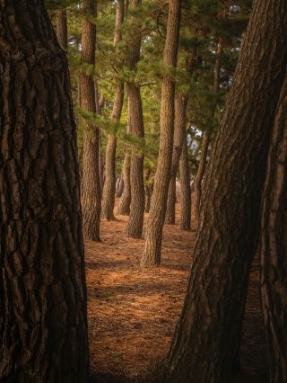 "Gungpyeong Haesong Forest" where you can feel the scent of pine trees