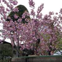 長野市的名勝善光寺及城山公園