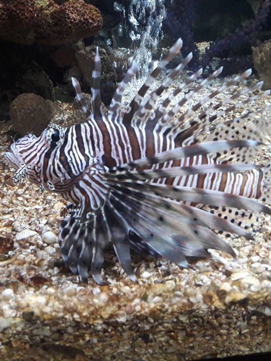 ตื่นตาโลกใต้น้ำ Rayong Aquarium🐠🐡