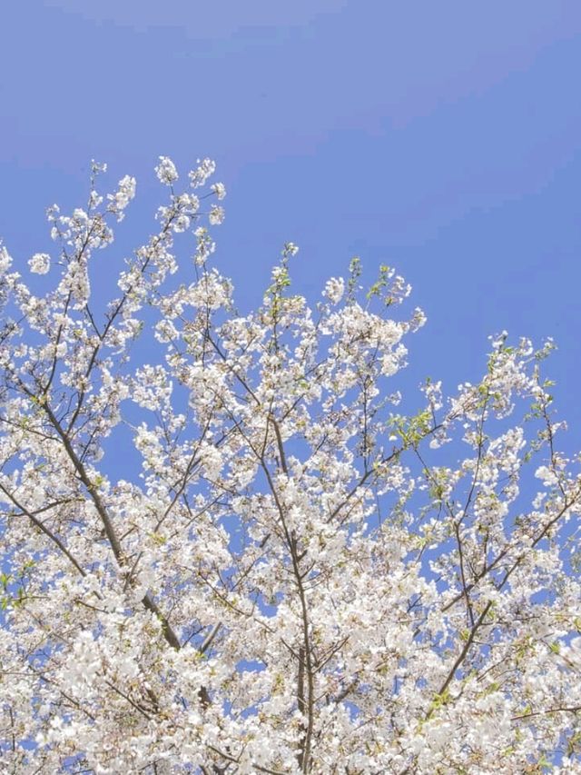 영화촬영지 같은 벚꽃나무길 "논현 근린공원"