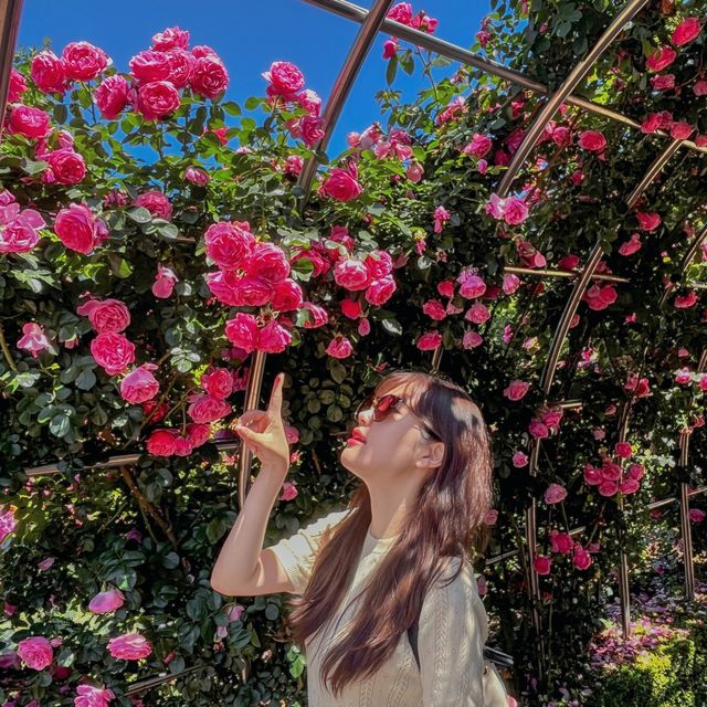 🌹아직도 ‘여기’ 장미 축제 안 가보셨나요?🌹