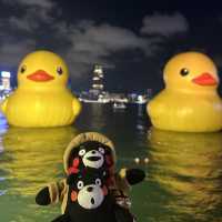 Yellow Ducks are back to Hong Kong 🐤🐤