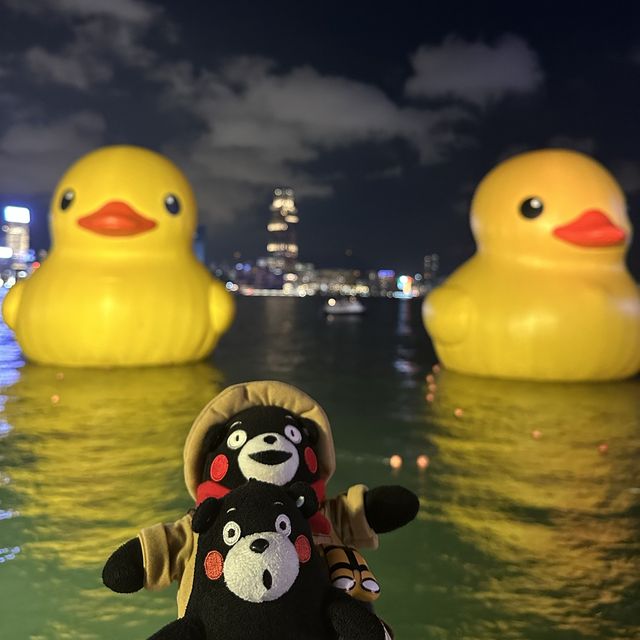 Yellow Ducks are back to Hong Kong 🐤🐤