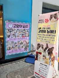 〖 韓国・明洞〗明洞の猫カフェが復活‼︎🐈　時間無制限でゆっくり過ごせます🙌🏻