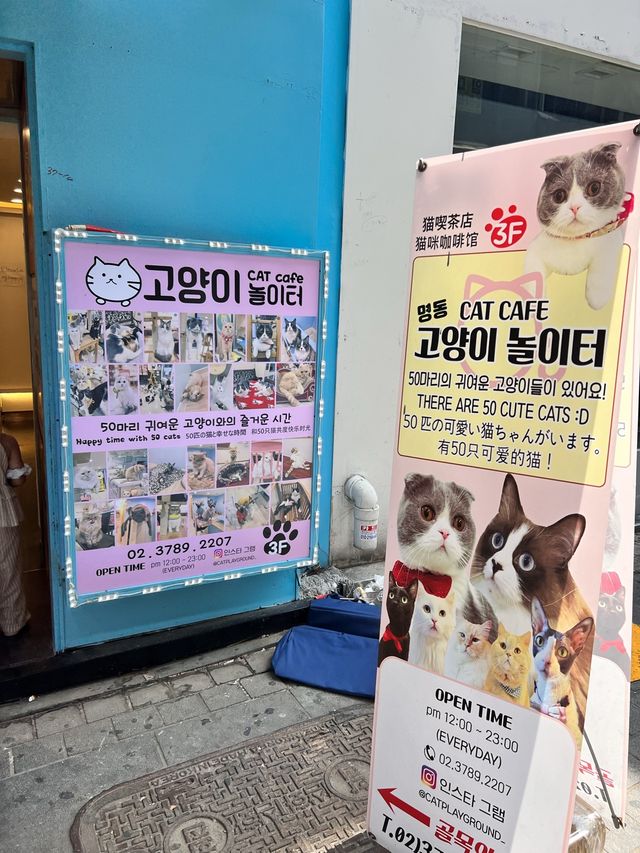 〖 韓国・明洞〗明洞の猫カフェが復活‼︎🐈　時間無制限でゆっくり過ごせます🙌🏻
