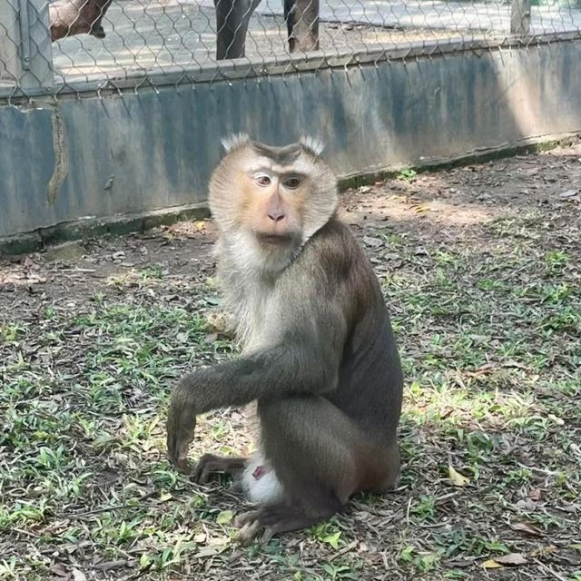 🦁 深圳野生動物園 | 親子好去處 🐼
