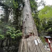 【栃木・日光】世界遺産！日光の社寺に！