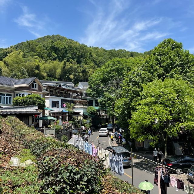 The dreamy teas gardens of Hangzhou 