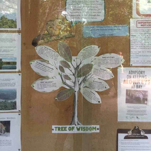 星加坡另類體驗🌲麥裏芝自然步道