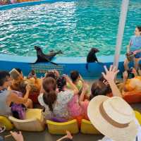 Spectacular Dolphin Show 🐬