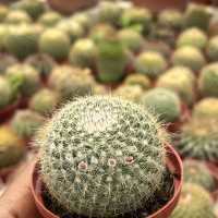 Cameron highlands must see~Cactus valley 