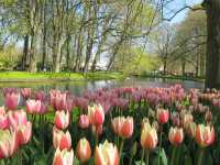 IT'S BLOOMING SEASON IN KEUKENHOF NETHERLANDS