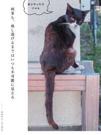 【香川】猫の島🏝️可愛い猫ちゃんと名言に癒される✨