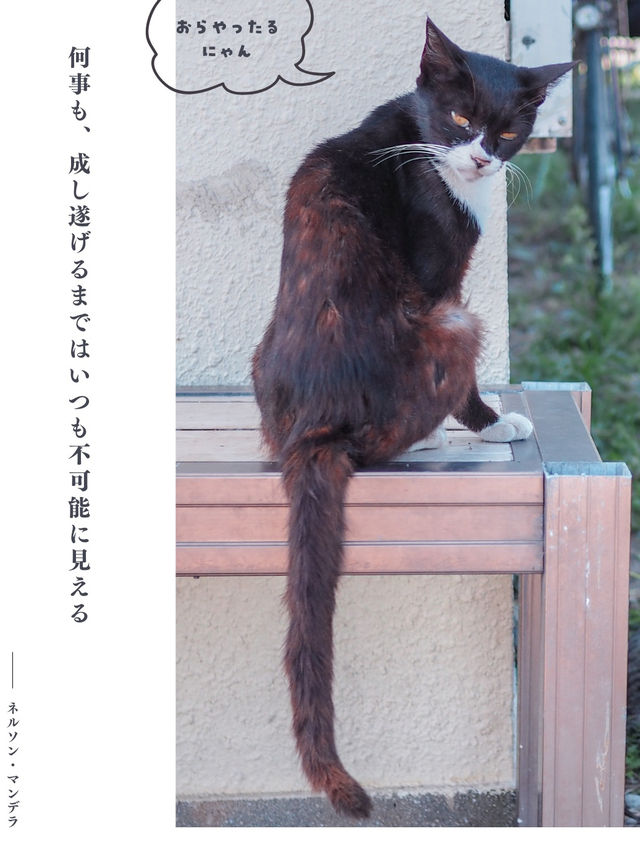 【香川】猫の島🏝️可愛い猫ちゃんと名言に癒される✨