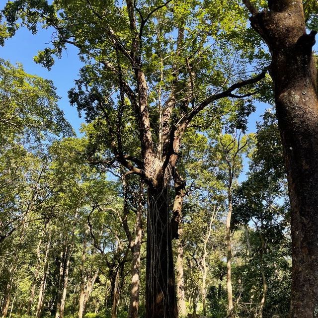 Jungle Walk at Chitwan Safari 🐾🐅🐘🐆