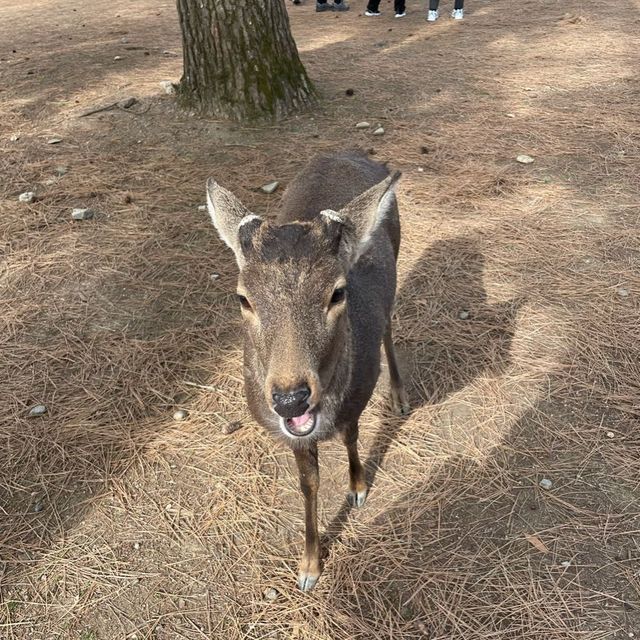 cute Nara deer 