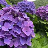 陽明山花季（繡球花）