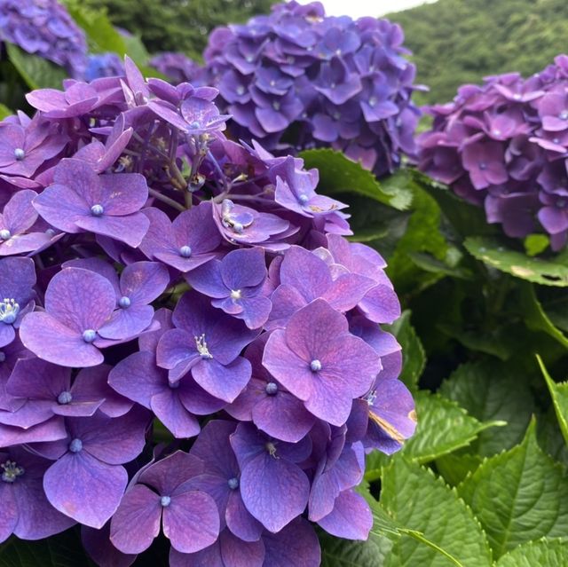 陽明山花季（繡球花）