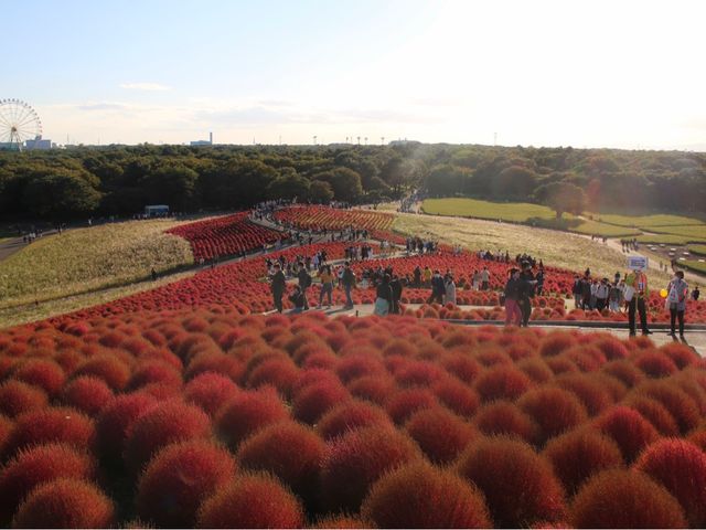Kochia at Hitachi Seaside Park
