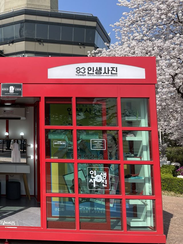 대구 이월드 벚꽃 축제 즐겨봐요🌸🌸🌸