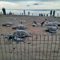 Pantai Pengkalan Balak, Melaka